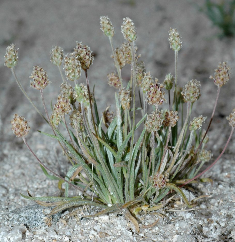 Plantago ovata