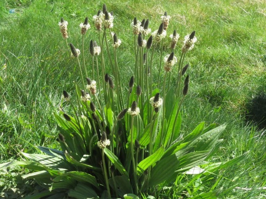 Подорожник ланцетолистный, ланцетовидный.