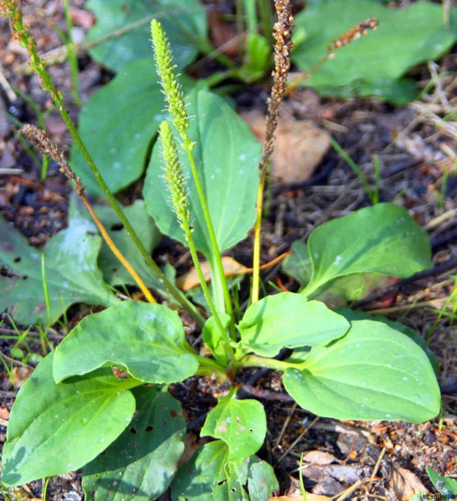 Plantago lanceolata l.