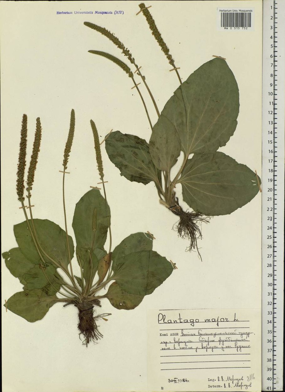 Подорожник блошиный