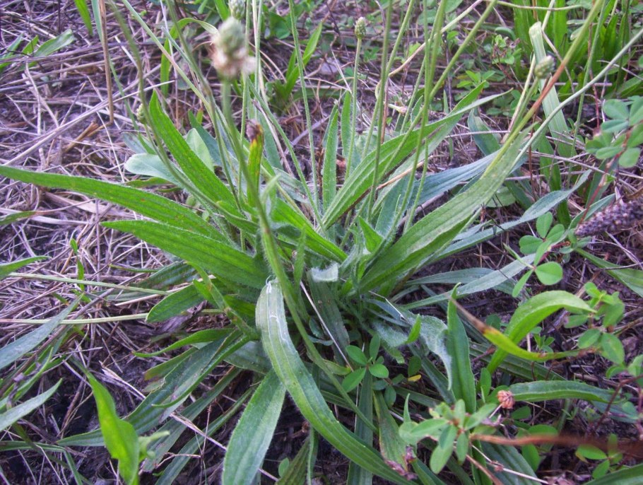 Подорожник большой (Plantago Major l.)