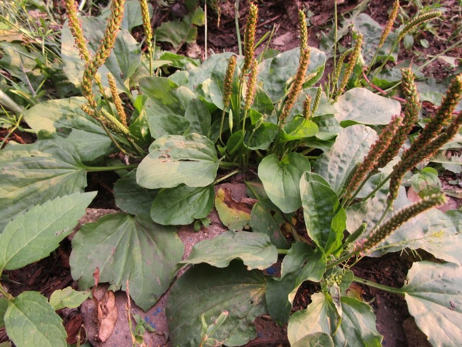 Подорожник яйцевидный