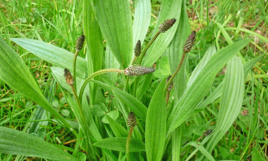 Подорожник яйцевидный