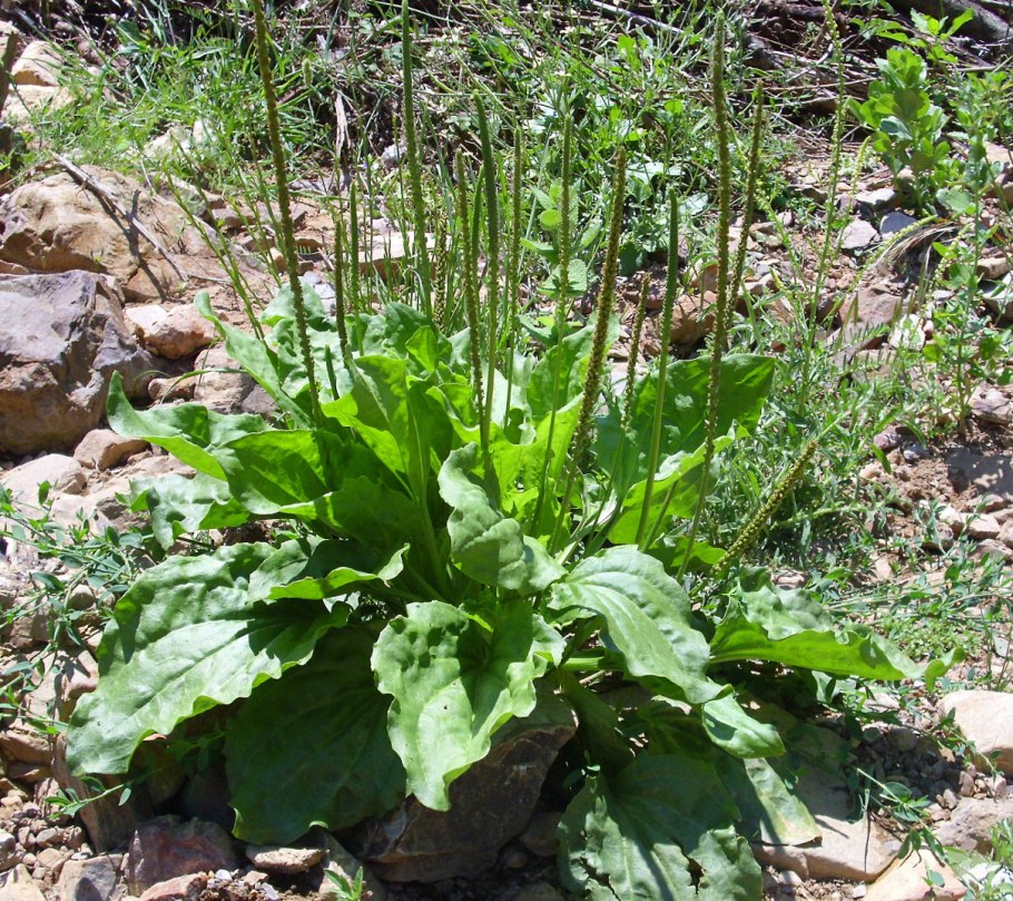 Plantago major