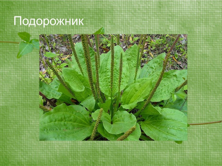 Рассказ про подорожник 2 класс окружающий мир