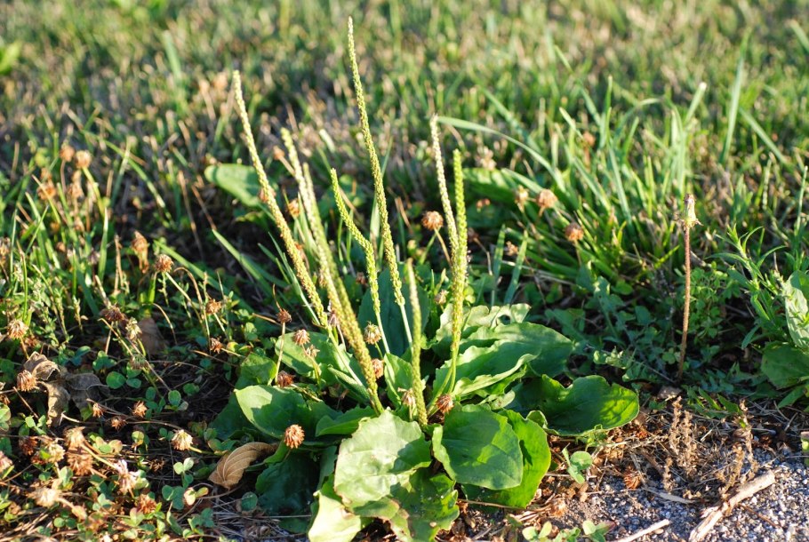 Plantago Major порошок