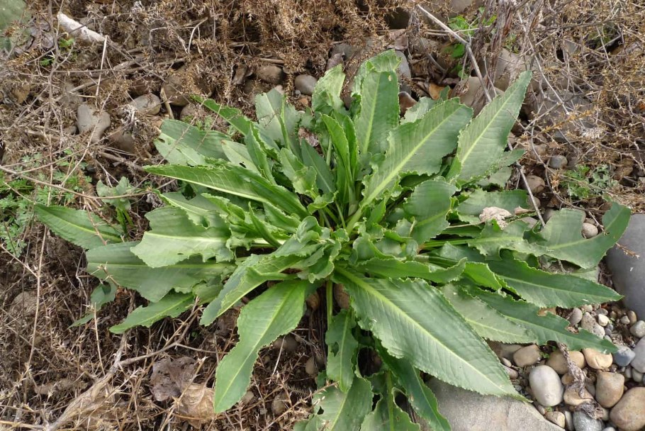 Подорожник ланцетолистный Plantago lanceolata
