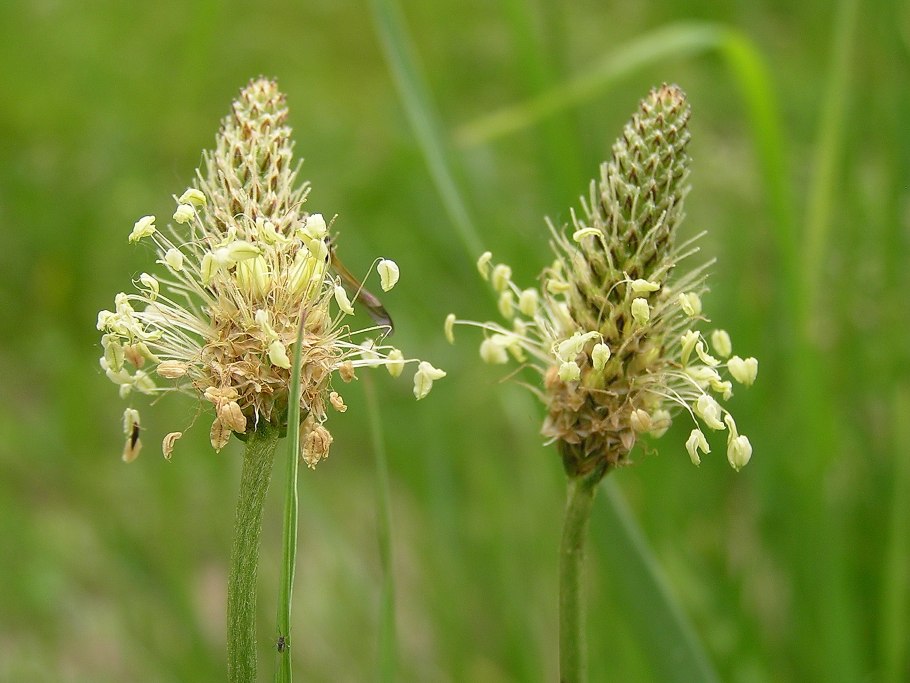 Подорожник ланцетный - Plantago lanceolata