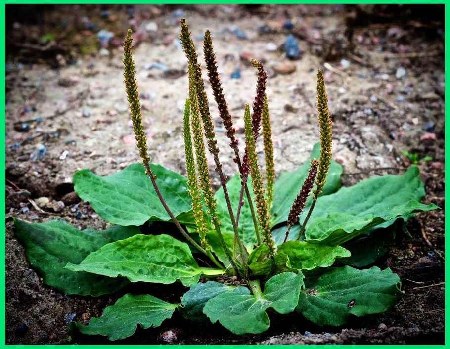 Подорожник ланцетолистный Plantago lanceolata