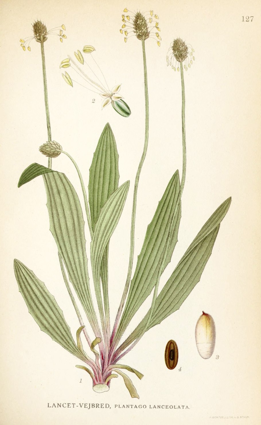 Plantago lanceolata