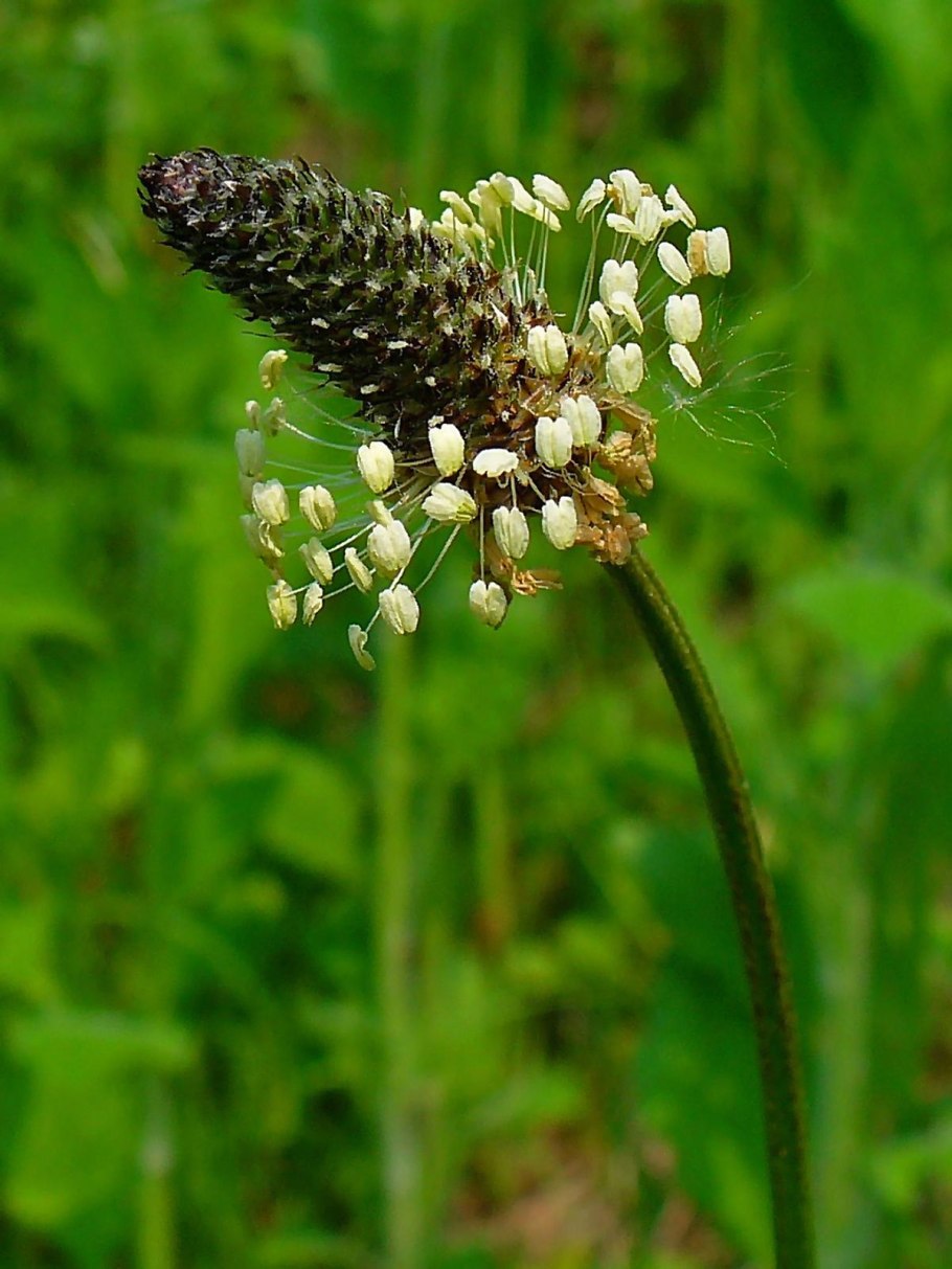 Ribwort plantain