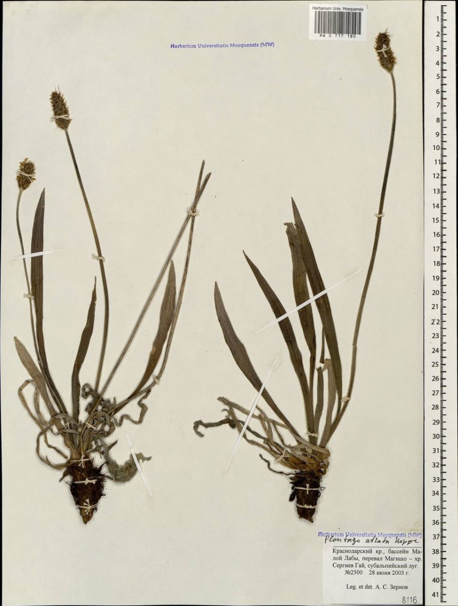 Подорожник чернеющий гербарий