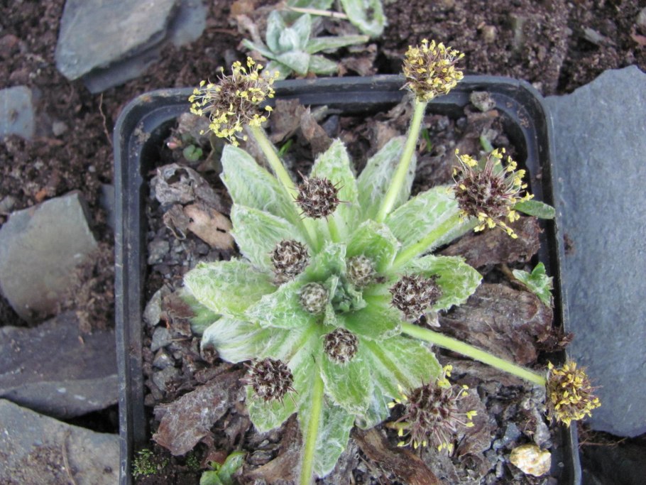 Plantago nivalis