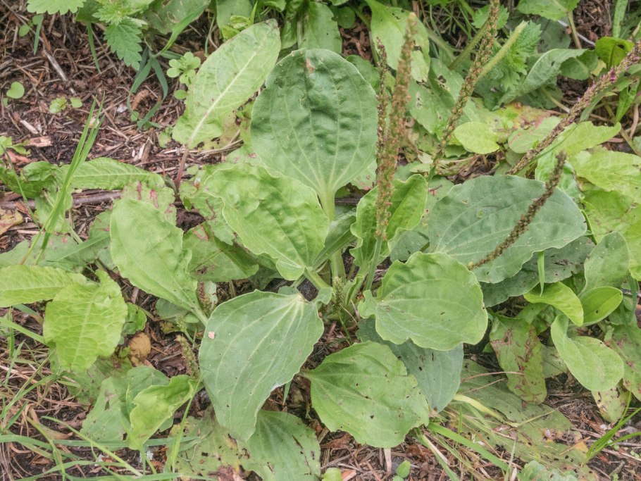 Подорожник лекарственный