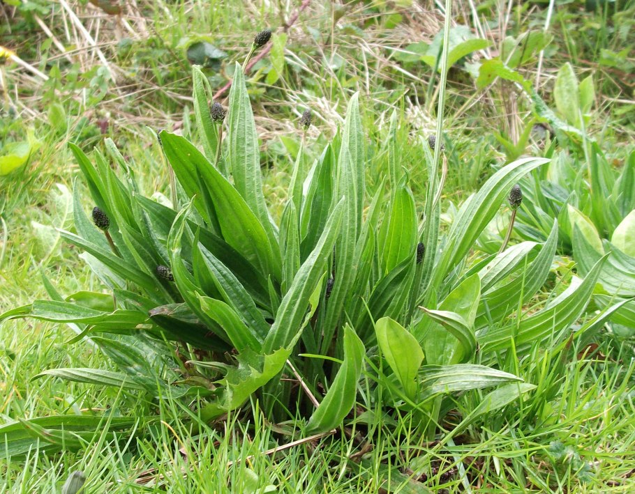 Подорожник ланцетолистный