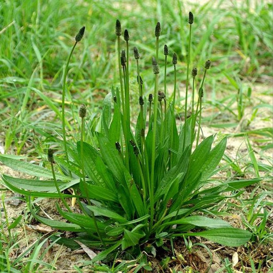 Plantago lanceolata l.