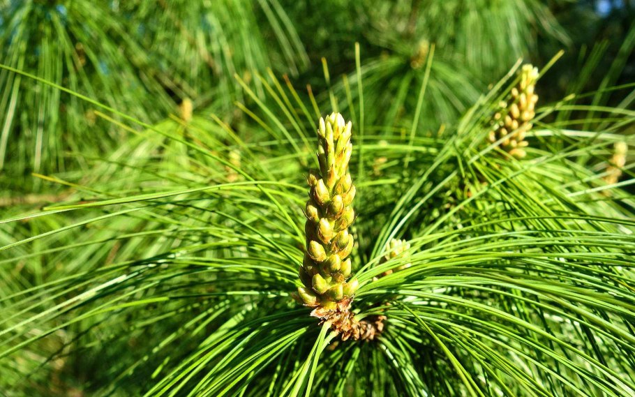 Pinus nigra Caramanica