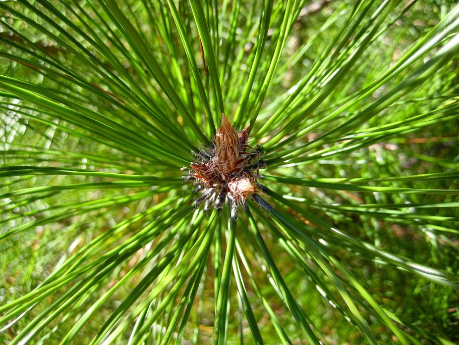 Pinus densata