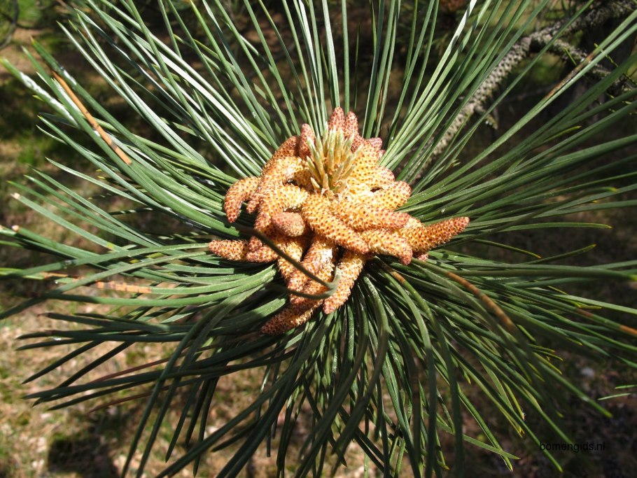 Pinus densiflora Umbraculifera