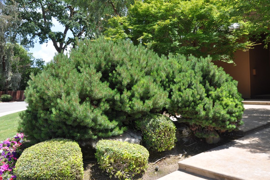 Иглы сосны обыкновенной