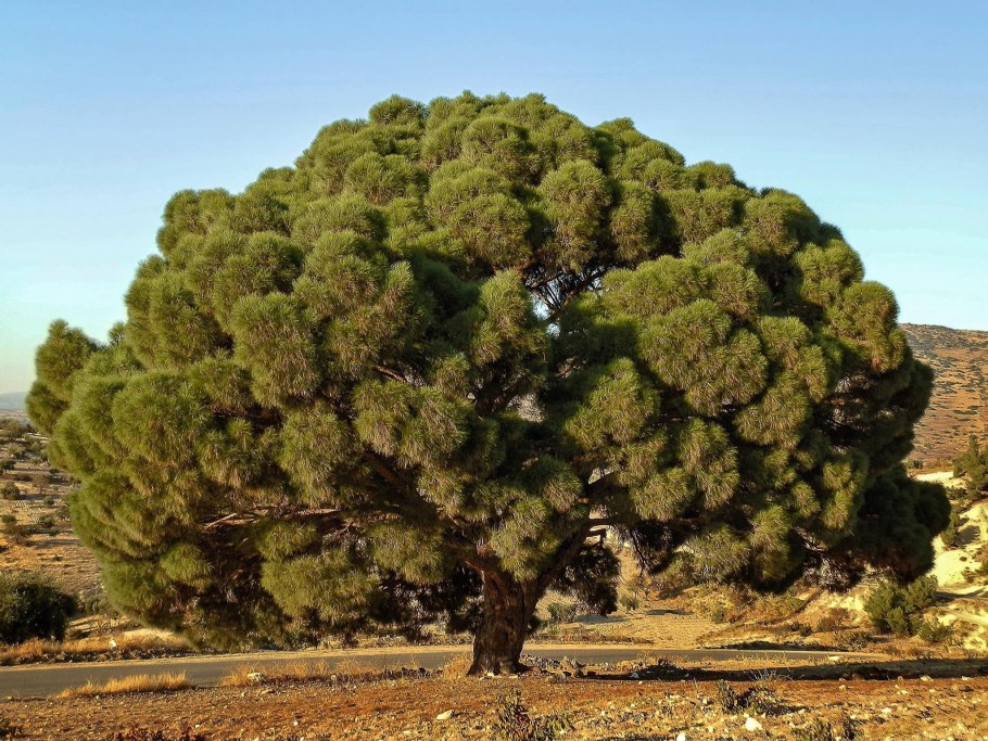 Сосна обыкновенная Watereri