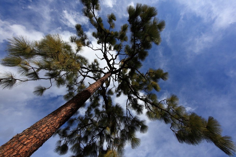 Сосна японская Аракава