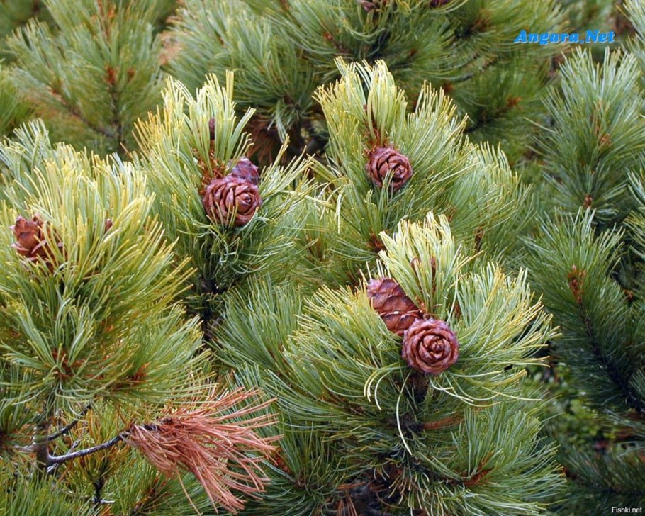Сибирский стланик кедровый