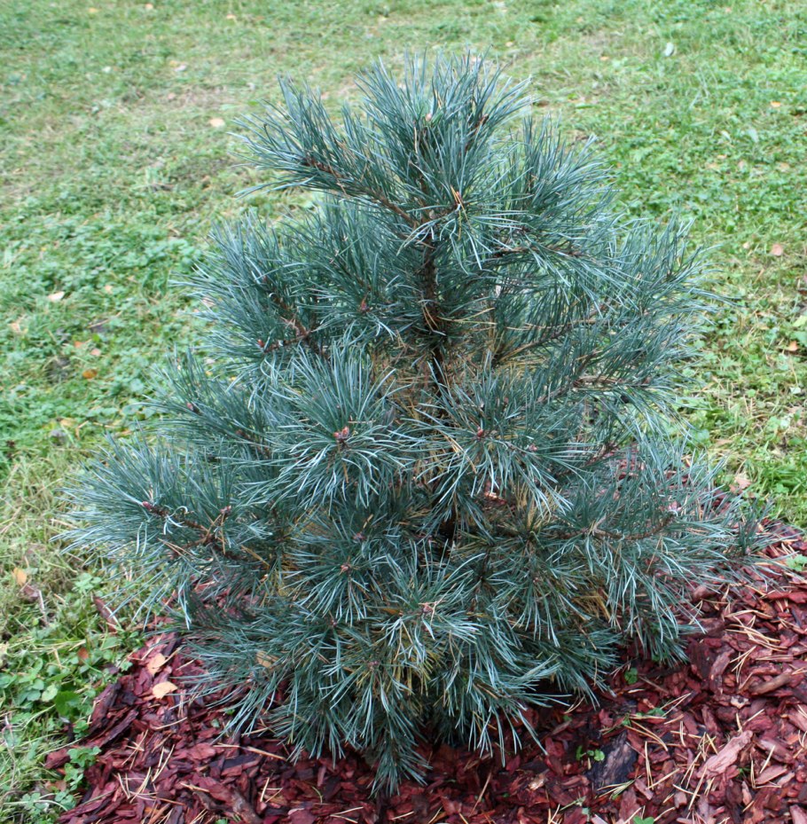 Pinus sylvestris watereri