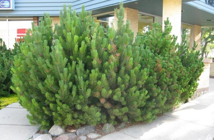 Сосна Жерарда