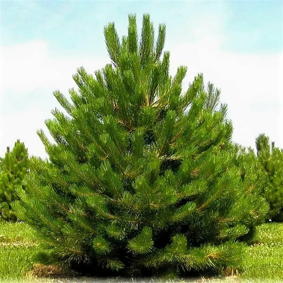 Сосна обыкновенная pinus sylvestris