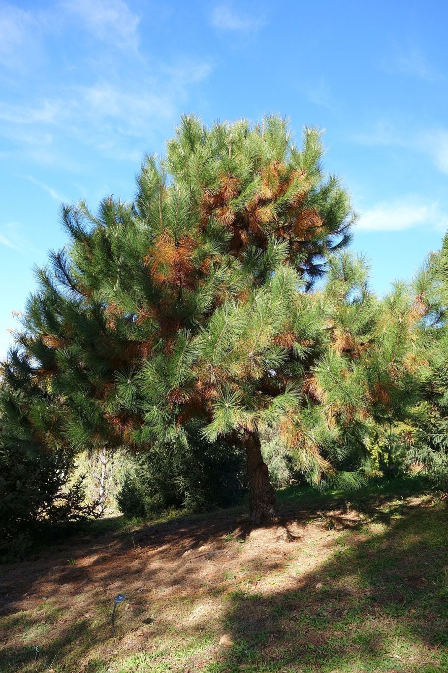 Сосна обыкновенная Pinus Sylvestris