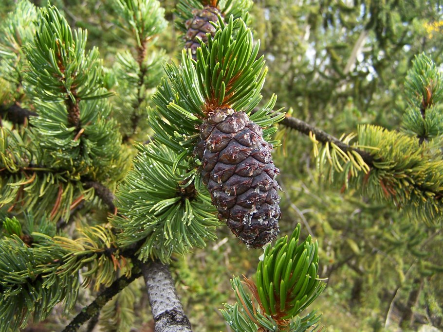 Pinus brutia