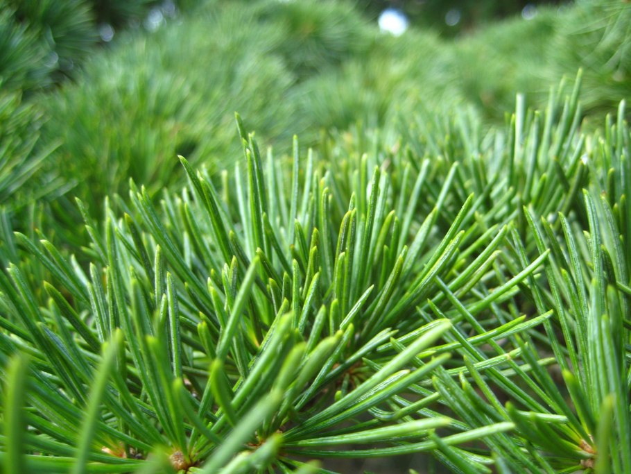 Pinus brutia