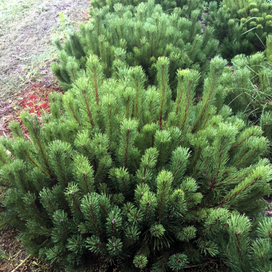 Pinus syluestriformis