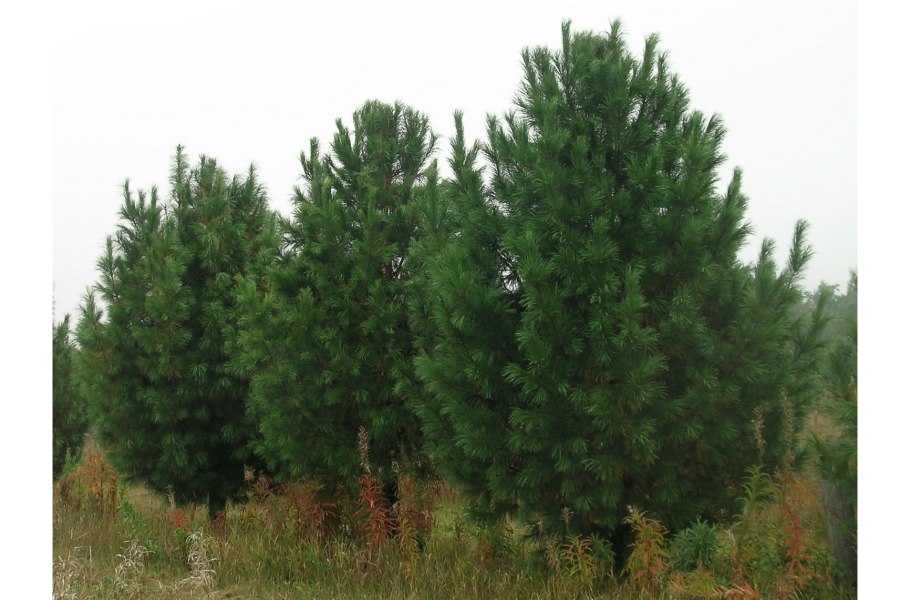 Кедр Сибирский хвоинки