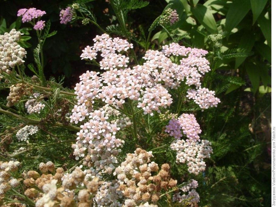 Божья коровка на тысячелистник фото