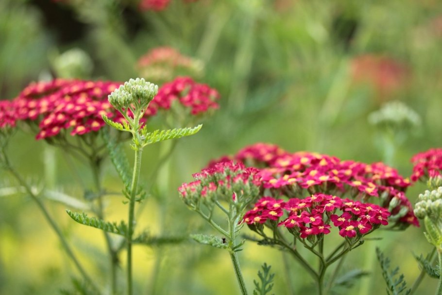 Тысячелистник Petra