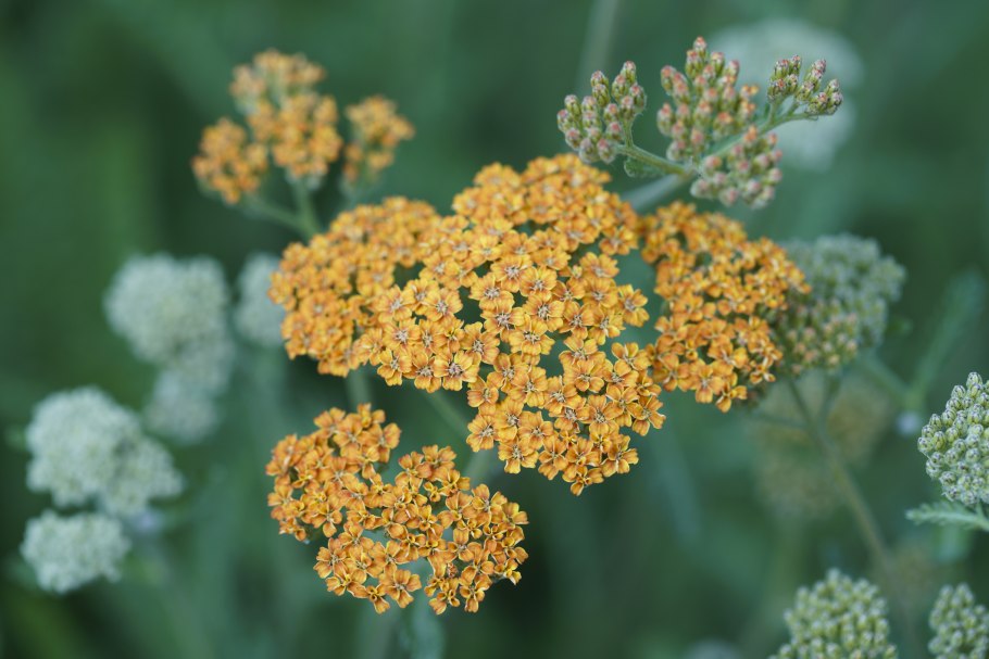 Тысячелистник achillea terracotta
