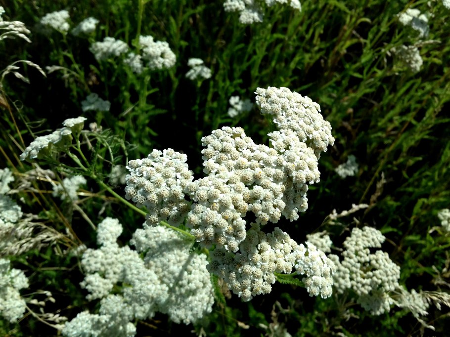 Тысячелистник achillea anthea