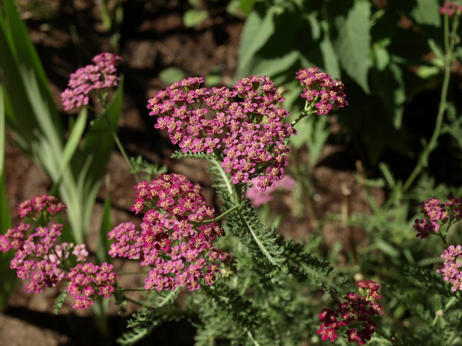 Тысячелистник обыкновенный achillea millefolium