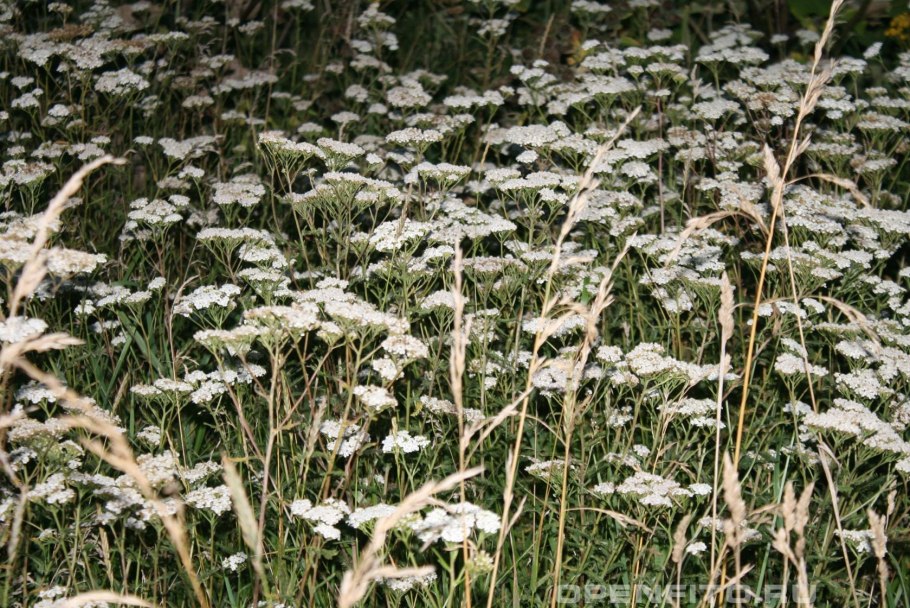 Тысячелистник лечебные свойства