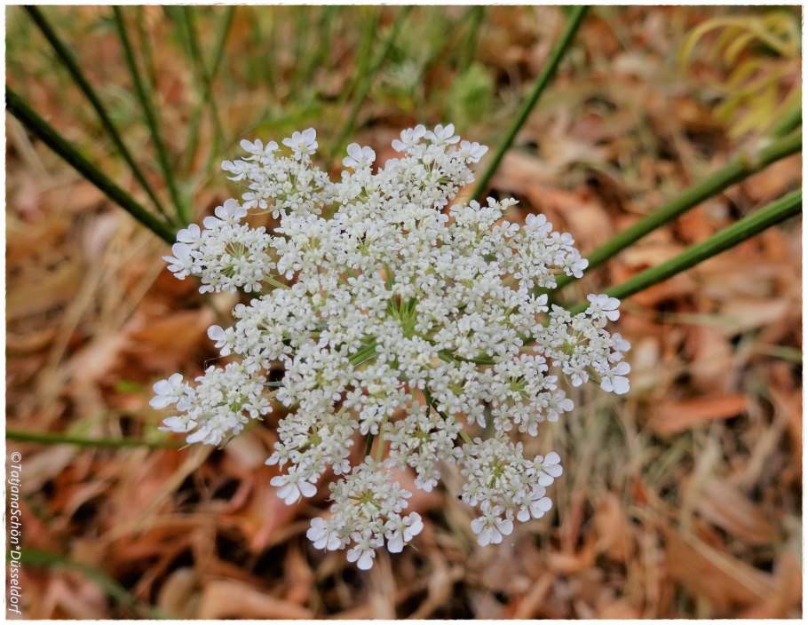 Daucus carota цветок