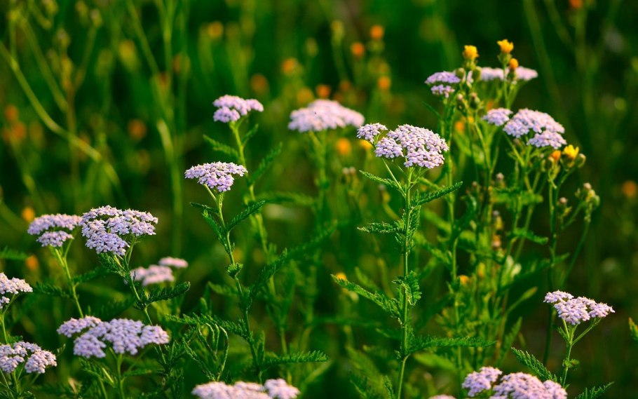 Трава тысячелистник