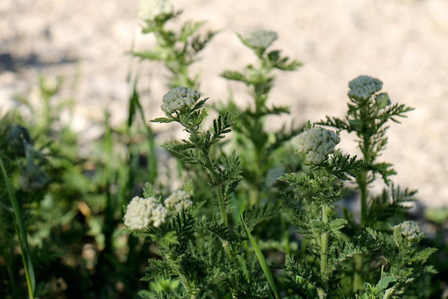 Achillea millefolium
