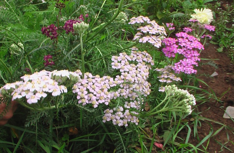 Тысячелистник колорадо