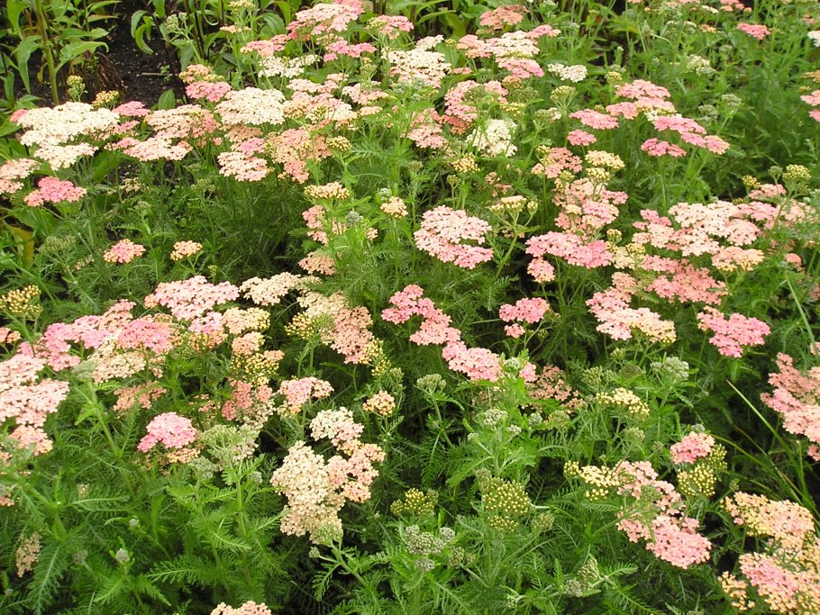 Achillea millefolium