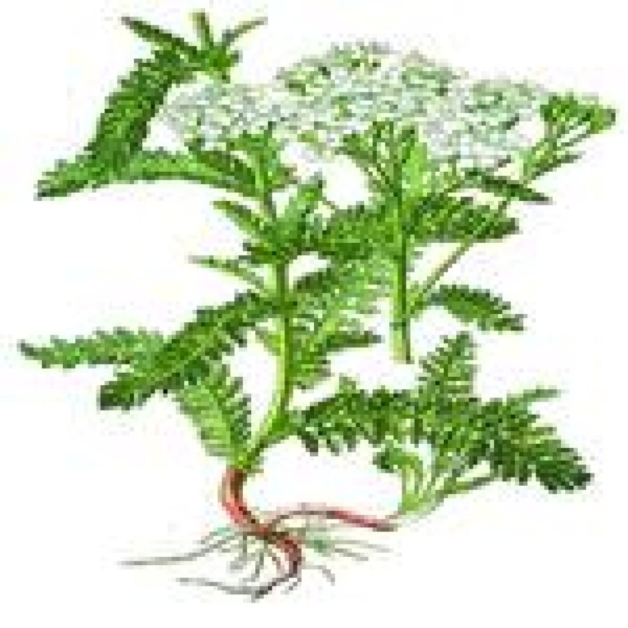 Тысячелистник ботаническая иллюстрация