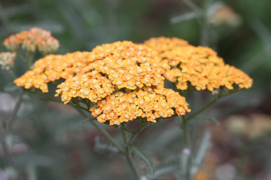 Achillea millefolium terracotta