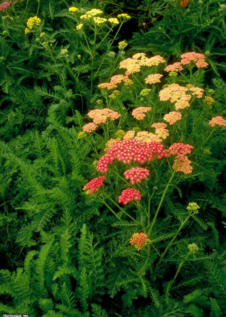 20. Тысячелистник обыкновенный {Achillea millefolium)