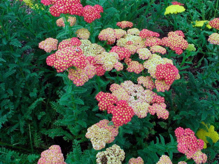 Тысячелистник садовый